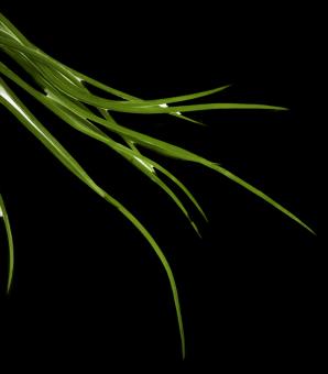 Forever Aloe Bio-Cellulose Mask